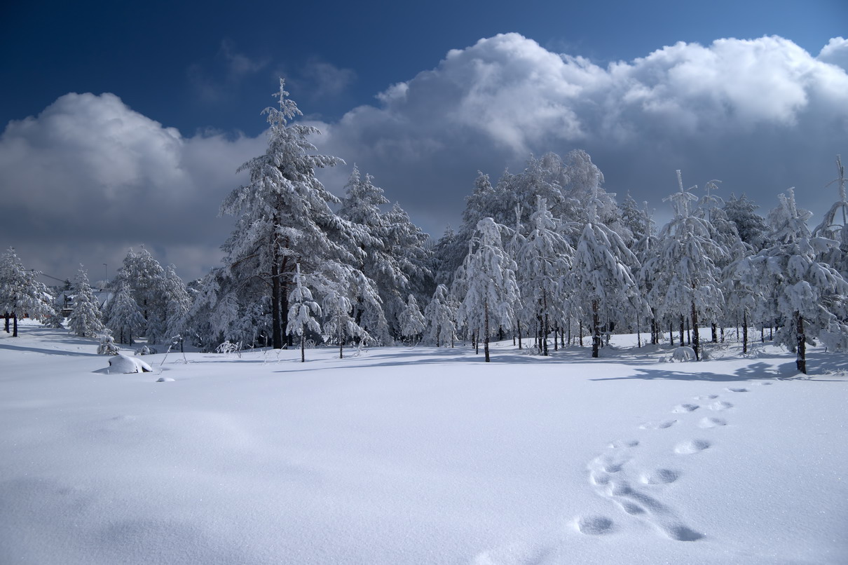 Divčibare